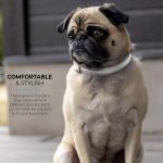 LED Dog Collar - Grey