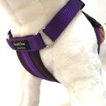 Standard Dog Harness